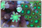 LE BZA Green Glove Polyps and Radioactive Dragon Eye Zoo's Mixed Rock